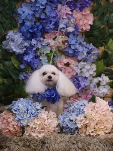 20250625シェリーちゃん